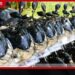 වනජීවී නිලධාරීන්ගේ මෙහෙයුම් වේගවත් කිරීමට යතුරුපැදි 294ක් බෙදාදෙයි!