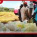 මෙවර යළ කන්නයේ වී අස්වනු මිල දී ගැනීම සාර්ථකව ක්රියාත්මකයි!