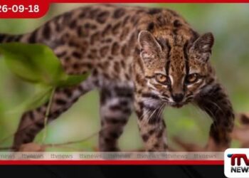 වසර 100කට පසු බොලිවියාවේ වනාන්තරයකින් ටිල්කායෝ නමින් බළල් විශේෂයක් හඳුනාගනී