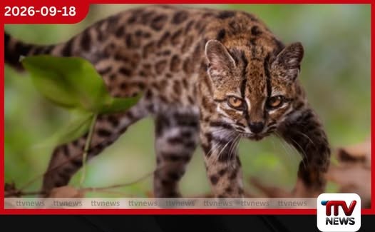 වසර 100කට පසු බොලිවියාවේ වනාන්තරයකින් ටිල්කායෝ නමින් බළල් විශේෂයක් හඳුනාගනී