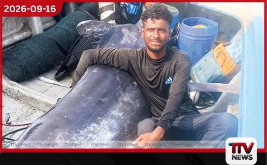 මන්නාරම ධීවරයෙකුගේ දැලට කිලෝග්රෑම් 300ක බරින් යුත් කොප්පරා මාළුවෙක් හසුවෙලා…