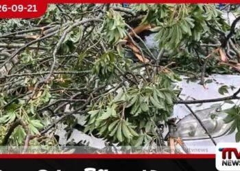 මහනුවර දුම්රිය ස්ථානය අසල ගසක් කඩා වැටී වාහන දෙකක් අනතුරට