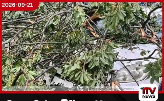මහනුවර දුම්රිය ස්ථානය අසල ගසක් කඩා වැටී වාහන දෙකක් අනතුරට
