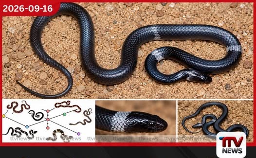 මේ තමයි ශ්රී ලංකාවට ආවේනික අලුත්ම සර්පයා