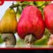 ජාතික කජු ක්ෂේත්රයේ සංවර්ධනයට නව තාක්ෂණික සහ පර්යේෂණ සහයෝගයක්!