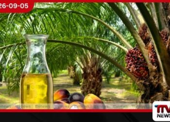 කටුපොල් වගා තහනම ඉවත් කිරීමට අදාළ නිර්ණායක සකස් කිරීමට කැබිනට් උපදෙස්!