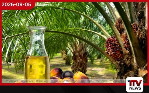 කටුපොල් වගා තහනම ඉවත් කිරීමට අදාළ නිර්ණායක සකස් කිරීමට කැබිනට් උපදෙස්!