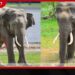 කලා වැවේ ප්රකට මහා ඇත් රජුගේ උදරයේ අසාමාන්ය ගෙඩියක්