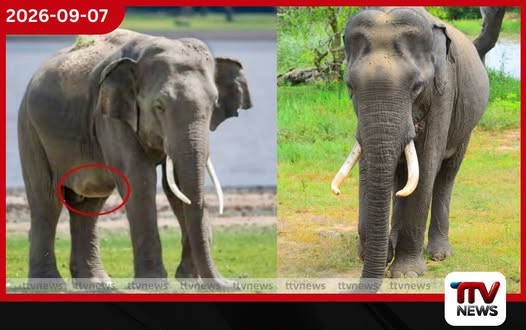 කලා වැවේ ප්රකට මහා ඇත් රජුගේ උදරයේ අසාමාන්ය ගෙඩියක්