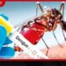 ඩෙංගු රෝගීන් 96,482ක් දක්වා ඉහළට