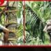 ශ්‍රී ලංකාවේ පැරණි කිතුල් මැදීමේ සම්ප්‍රදායට යුනෙස්කෝවේ ජාත්‍යන්තර පිළිගැනීමක්