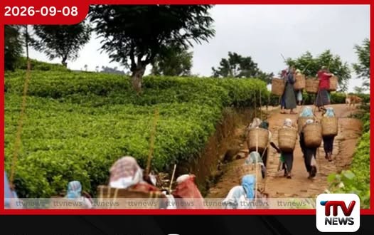 වසර 20කට වැඩි කාලයක් නොගෙවූ වතු සේවකයින්ගේ EPF/ETF හිඟ මුදල් ගෙවීමට කැබිනට් අනුමැතිය