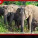 දැඩි වියළි කාලගුණය හේතුවෙන් පොළොන්නරුව හුරුලු පාරිසරික උද්‍යානය තාවකාලිකව වසා දමයි