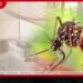 ඩෙංගු මරණ 74ක් දක්වා ඉහළට