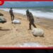 ජාවාරම්කරුවන් මුහුදට දාලා ගිය බීඩිකොළ තොගයක් පුත්තලමේදී නාවික හමුදා භාරයට