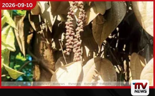 මාස කීපයක් වර්ෂාව නොලැබීමෙන් මහියංගණයේ ගම්මිරිස් වගාවට දැඩි හානි!