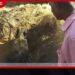 රිටිගල වගා ලිඳකට වැටුණු වන අලියෙකු වනජීවී නිලධාරීන් විසින් මුදාහරියි
