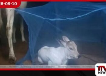ආදරෙන් ඇති කරන පුංචි වසු පැටියාව මදුරුවන්ගෙන් මැස්සන්ගෙන් බේරගන්න ආදරණීය ගොවි තාත්තා මදුරු දැලකින් වට කරයි