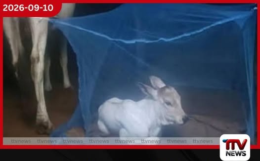 ආදරෙන් ඇති කරන පුංචි වසු පැටියාව මදුරුවන්ගෙන් මැස්සන්ගෙන් බේරගන්න ආදරණීය ගොවි තාත්තා මදුරු දැලකින් වට කරයි