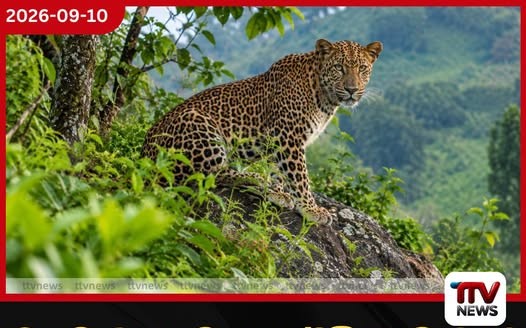 බගවන්තලාව තෙරේසියා වත්තේ කඳුකර කොටියෙක් සැරිසරයි…