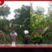 මාලිම්බඩ ශ්‍රී ඉන්ද්‍රාරාම විහාරයට පිවිසෙන මාර්ගයට විශාල බෝ ගසක් කඩා වැටෙයි