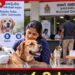 ගෙදර බල්ලා රෙජිස්ටර් කිරීම අනිවාර්යයි