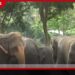 ලංකා IOC, සයිනොපෙක් සහ ආර්.එම්. පාර්ක් සමාගම් ඉන්ධන සැපයුම අඩු කරලා පිරවුම්හල් හිමියන් කියයි!
