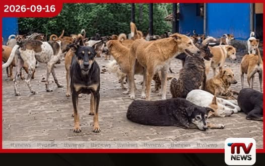 පශු වෛද්යවරුන් නොමැති වීම නිසා නව පනත යටතේ බිම් මට්ටමේ එන්නත්කරණ කටයුතු ඇනහිටීමේ අවදානමක්