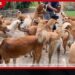 සති 6 ඉක්මවූ සෑම සුනඛයෙකුම ලියාපදිංචි කර ජලභීතිකා එන්නත ලබාදීම අනිවාර්යයි