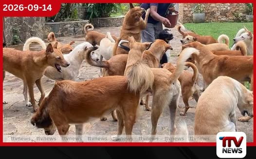 සති 6 ඉක්මවූ සෑම සුනඛයෙකුම ලියාපදිංචි කර ජලභීතිකා එන්නත ලබාදීම අනිවාර්යයි