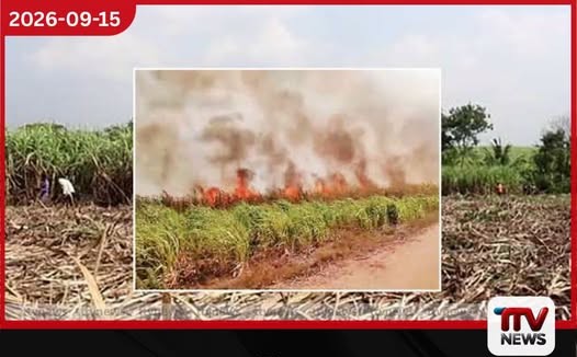 සෙවනගල සීනි කර්මාන්ත ආයතනයට අයත් උක් අක්කර 20ක් ගින්නෙන් දැවී යයි…