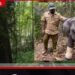 තබ්බෝවේ මාරක මද්දකට හසුවූ දළ කුංචනාදයා පශු වෛද්යවරුන්ගේ මැදිහත්වීමෙන් දිවි ගලවා ගනී