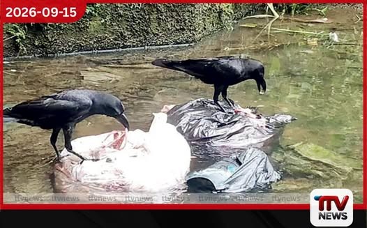 කාසල්රි ජලාශයට ජලය ගලාබසින බ්රිඩ්වෙල් ඔයට කුකුළු මස් අපද්රව්ය දාලා…