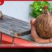 අලුත්ගම නිවසක සිවිලිම මත තිබී  සැකකටයුතු බෝම්බයක් හමුවෙයි