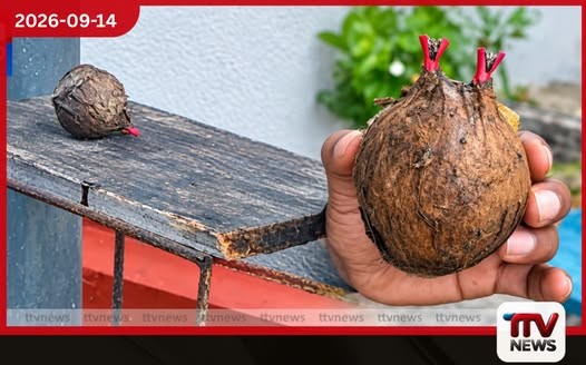 අලුත්ගම නිවසක සිවිලිම මත තිබී සැකකටයුතු බෝම්බයක් හමුවෙයි
