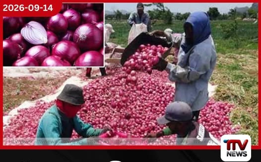 නිෂ්පාදන වියදම අඩු කර ලාභය වැඩි කර ලොකු ලූනු ගොවීන්ට සහන දෙන්න කෘෂිකර්ම අමාත්යංශයෙන් වැඩපිළිවෙළක්!
