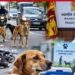 මෙරට මාර්ග අනතුරුවලින් 30%කට හේතුව සුනඛයන්