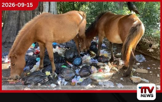 සංචාරකයන් නැති කාලයේ නුවරඑළියේ පෝනියන් අයාලේ යැවීමෙන් අනතුරු හා පරිසර හානි රැසක්