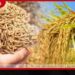2026 යල කන්නයේ වී මිලදී ගැනීමට වී අලෙවි මණ්ඩලයට තවත් රුපියල් මිලියන 2,500ක්