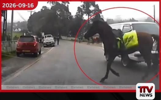 අයාලේ යන පෝනියන්ගෙන් නුවරඑළියට ගැටලු රැසක්