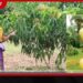 නියඟය මැද වවුනියාවේ අඹ වගාව සාර්ථක වෙයි