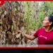 වියළි කාලගුණයෙන් වැල්ලවායේ අක්කර ගණනක ගම්මිරිස් වගාවන් විනාශයි