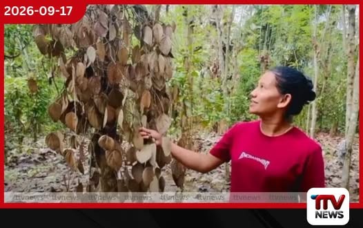 වියළි කාලගුණයෙන් වැල්ලවායේ අක්කර ගණනක ගම්මිරිස් වගාවන් විනාශයි