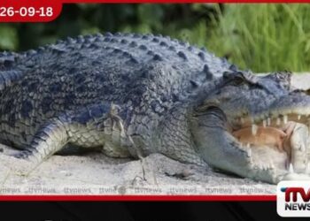 කිඹුලන් 500ක් වෙසෙන ෆිට්ස්රෝයි ගඟ 2032 ඔලිම්පික් ඔරු පැදීමේ තරග ස්ථානයක් ලෙස අනුමත වෙයි!
