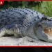 කිඹුලන් 500ක් වෙසෙන ෆිට්ස්රෝයි ගඟ 2032 ඔලිම්පික් ඔරු පැදීමේ තරග ස්ථානයක් ලෙස අනුමත වෙයි!