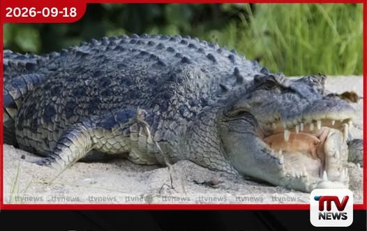 කිඹුලන් 500ක් වෙසෙන ෆිට්ස්රෝයි ගඟ 2032 ඔලිම්පික් ඔරු පැදීමේ තරග ස්ථානයක් ලෙස අනුමත වෙයි!