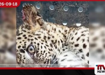 දේදුගල නිවසක පිටුපස වඩුමඩුවක හමුවූ අසනීප කොටි පැටියා වැඩිදුර ප්රතිකාර සඳහා රන්දෙණිගලට!