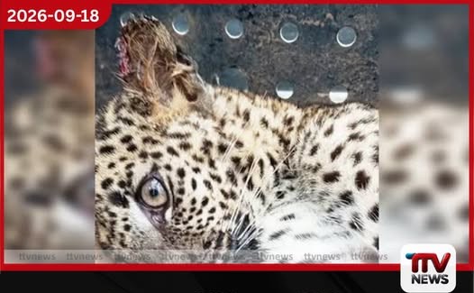 දේදුගල නිවසක පිටුපස වඩුමඩුවක හමුවූ අසනීප කොටි පැටියා වැඩිදුර ප්රතිකාර සඳහා රන්දෙණිගලට!