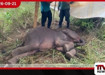 අනුරාධපුර ගල්පොත්තේගම අසනීපව සිටි එකහමාරක් වයසැති අලි පැටවෙකුට පශු වෛද්ය ප්රතිකාර