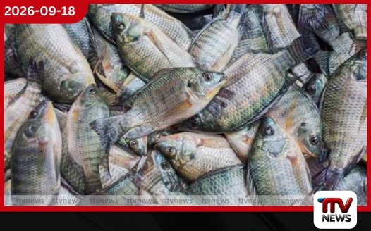 මත්ස්‍ය තොග වැඩිවීමෙන් වෙළෙඳපොළේ මාළු මිල පහළට